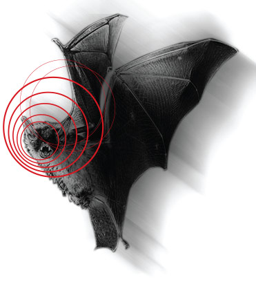 Sonar Bat